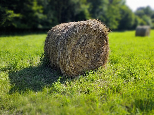 Free Hay Nature photo and picture