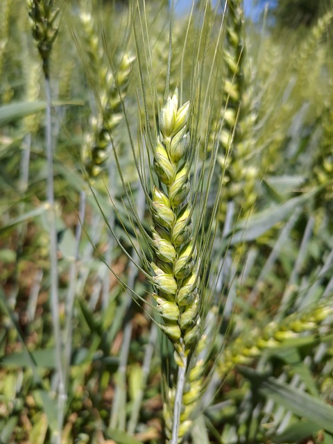 Free Wheat Field photo and picture