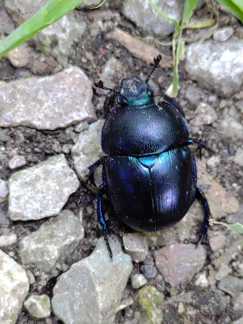 Free Insect Beetle photo and picture