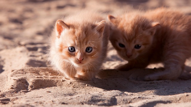 400+ kostenlose Babykatzen und Haustier-Bilder - Pixabay
