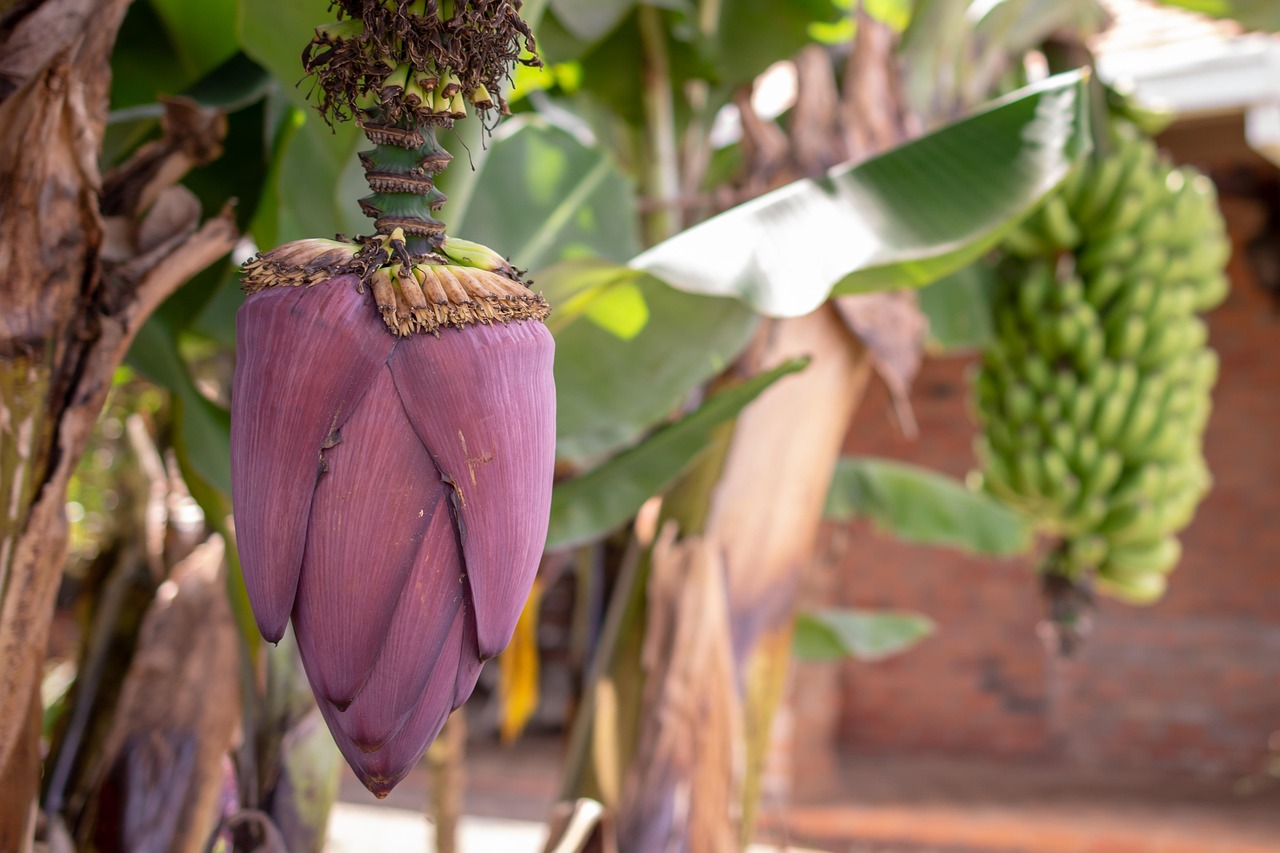 Banana Heart Tree Free photo on Pixabay Pixabay