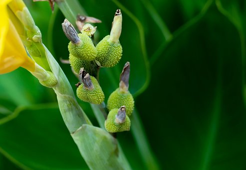 Blomst, Gul, Lyse, Forår, Natur