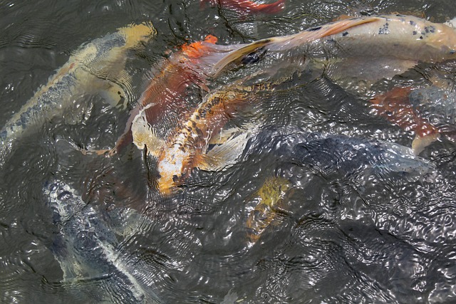 Free Koi Pond photo and picture