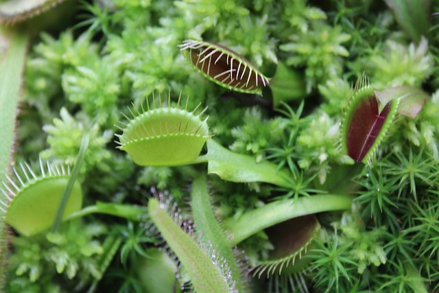 Free Plant Venus Fly Trap photo and picture