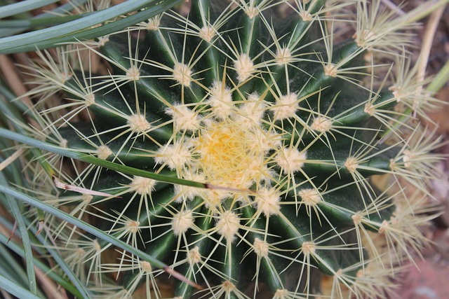 Free Cactus Barrel Cactus photo and picture