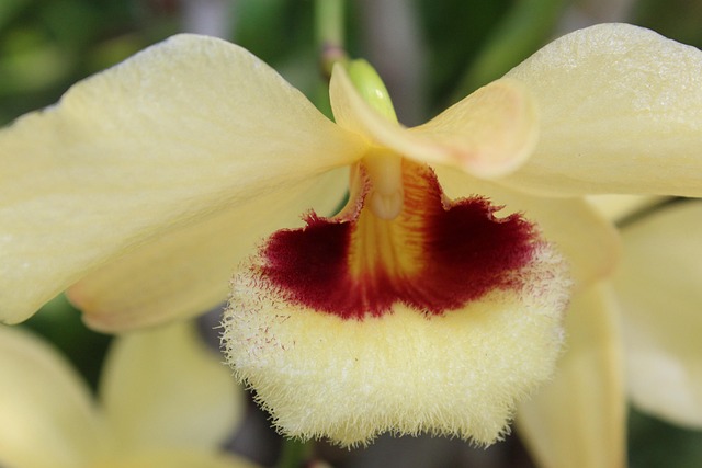 Free Flower Yellow photo and picture