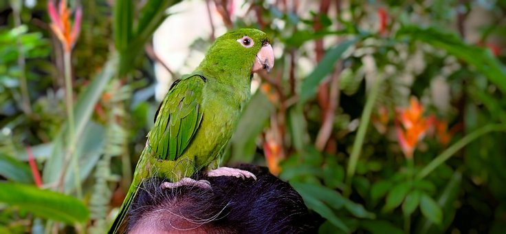 Parkiet, Papegaai, Vogel, Groente