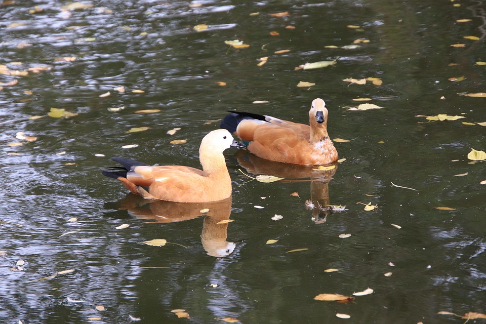 Ruddy Shelducks Ducks Pond - Free photo on Pixabay - Pixabay