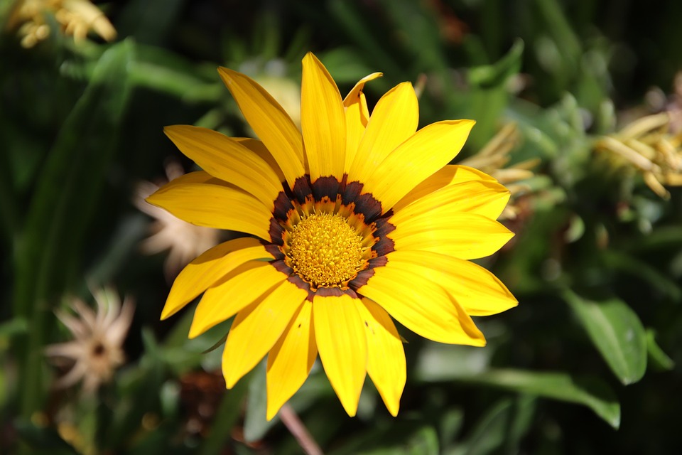 Gazania Rigens Fleur - Photo gratuite sur Pixabay - Pixabay
