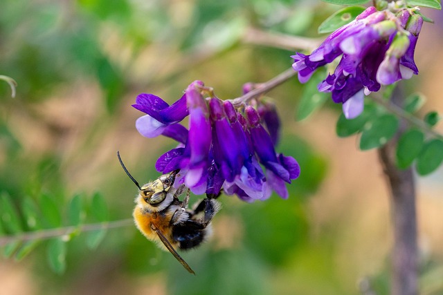 Humlebi, Smukke Blomster, Bi, Blomster