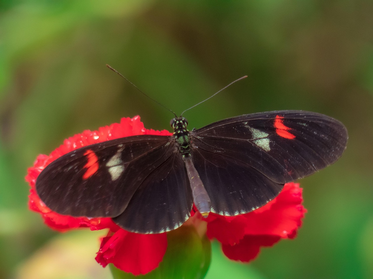 Butterfly Flower Pollinate Free photo on Pixabay Pixabay
