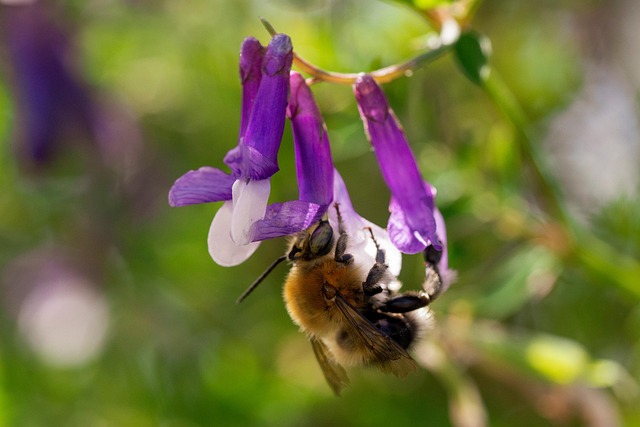 Humlebi, Bi, Blomster, Knække