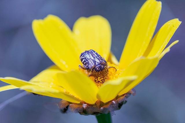 Bille, Insekt, Blomst Baggrund, Blomst
