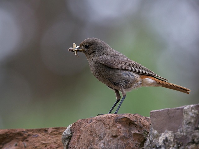 Free Black Redstart Bird photo and picture