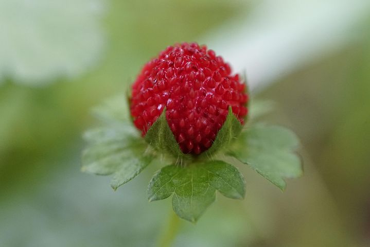10以上の無料false Strawberry モックストロベリー画像
