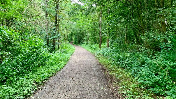 Free Forest Forest Path photo and picture