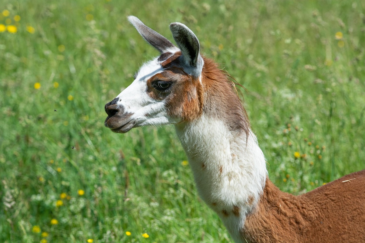 Llama Animal Orejas De Foto gratis en Pixabay Pixabay Llama Animal Orejas De Foto gratis en Pixabay Pixabay