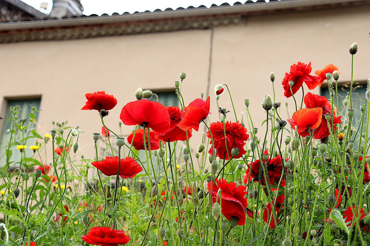 罂粟花 花朵 芽 - Pixabay上的免费照片 - Pixabay