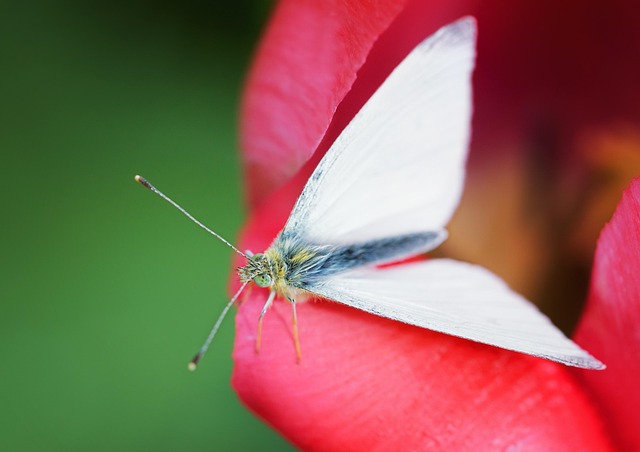 Teigne Du Chou Insecte Papillon Photo gratuite sur Pixabay Pixabay