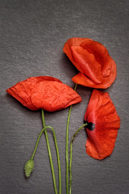 poppies, flora, red poppies, red flowers, petals, the petals of the red, bloom, decoration, product photo, poppies, poppies, poppies, poppies, poppies, product photo, product photo