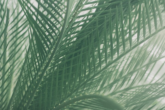 Download free HD stock image of Palm Leaves Free Palm Leaves photo and picture