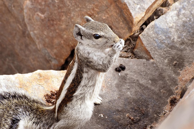 Free Cliff Chipmunk Squirrel photo and picture