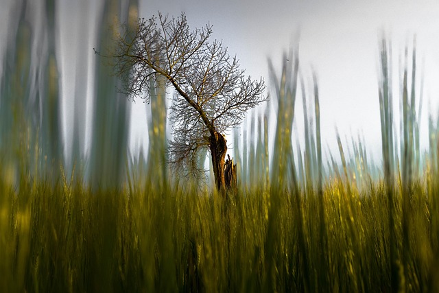 Free Tree Field photo and picture