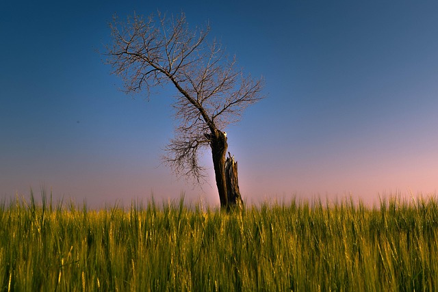 Free Tree Field photo and picture