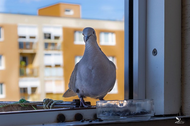 Free Dove Bird photo and picture