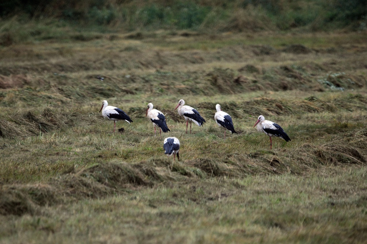 Storks Birds Animals - Free photo on Pixabay