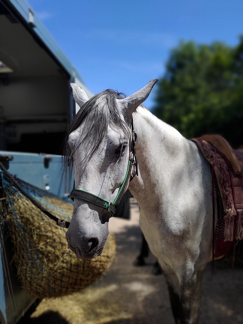 Free Horse Animal photo and picture