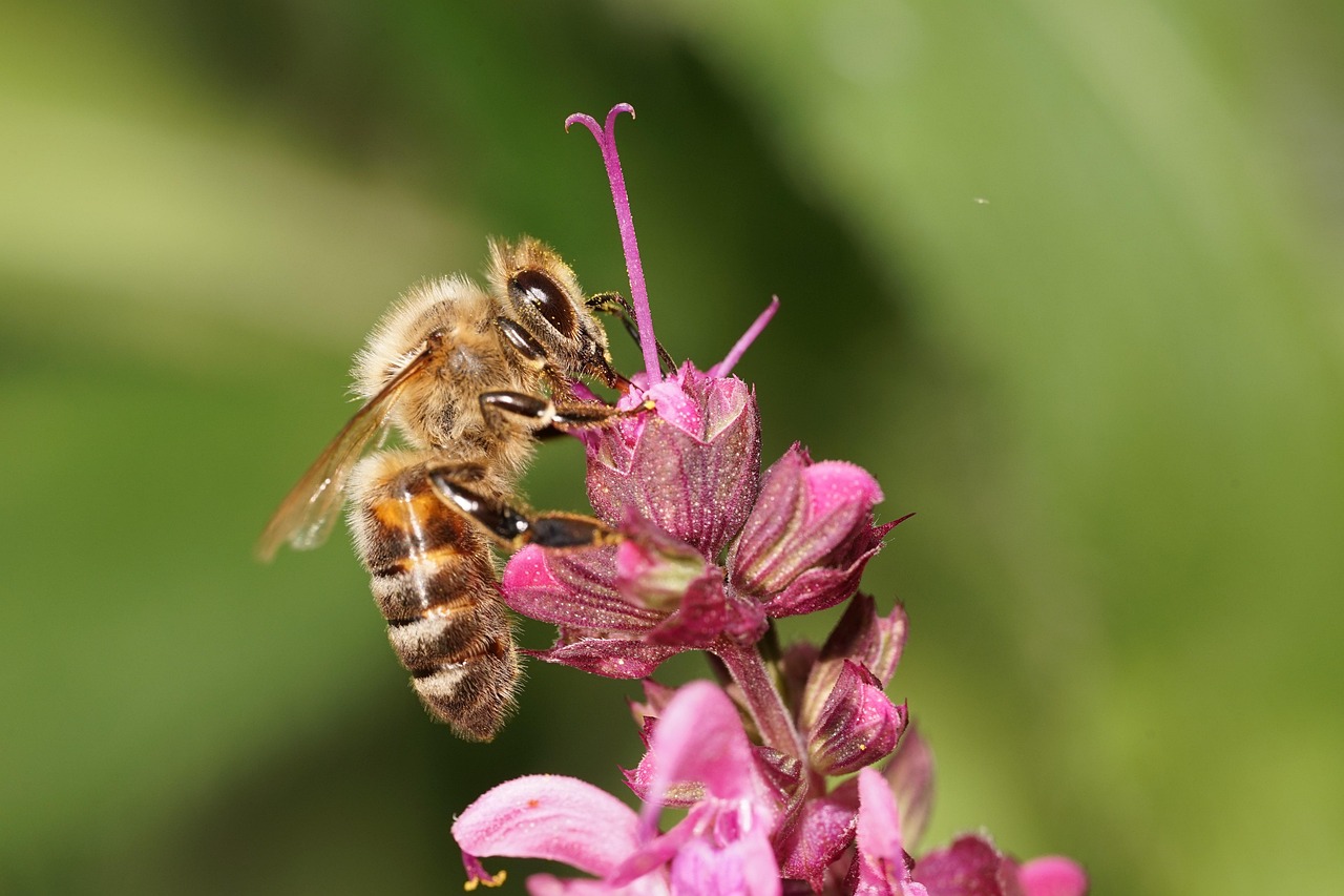 Inect Pollination Bee Insect Pollinate - Free photo on Pixabay - Pixabay
