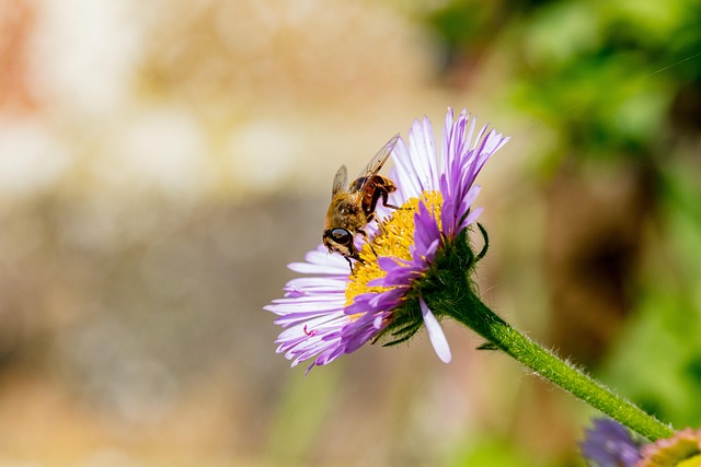 Free Drone Fly Hoverfly photo and picture