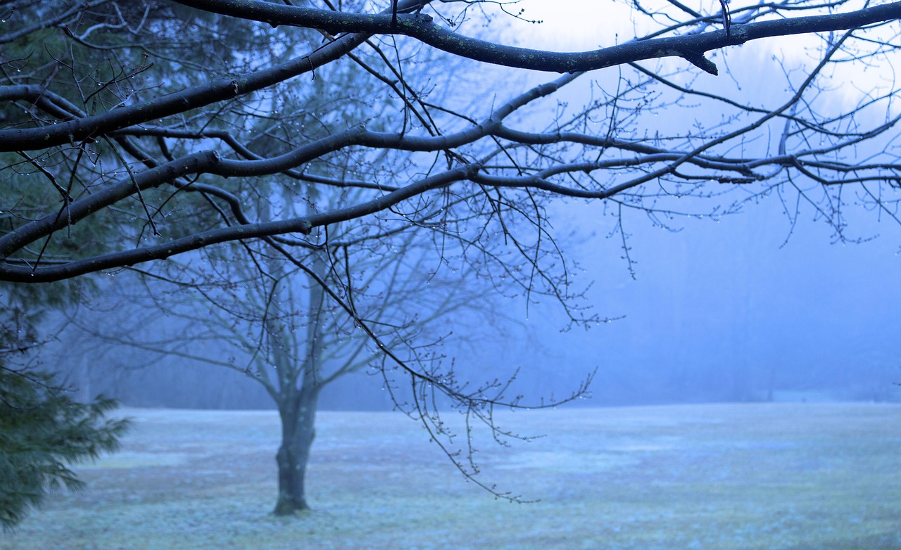 Forest Branches Fog - Free photo on Pixabay - Pixabay