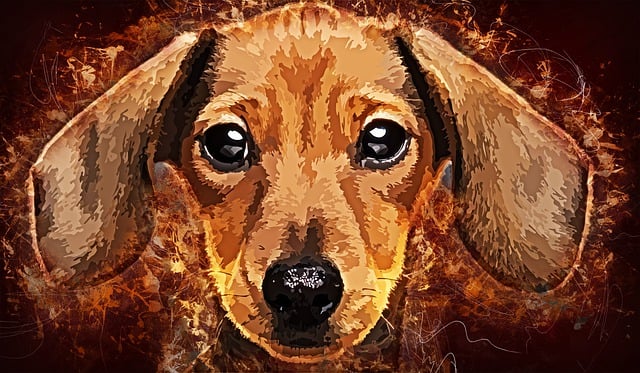 Free dachshund dog pet illustration