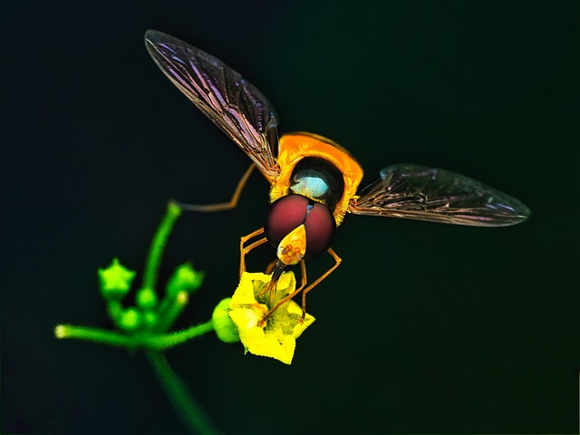 Free Robberfly Flower photo and picture