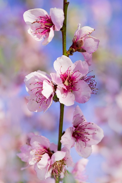 Free Sakura Flowers photo and picture