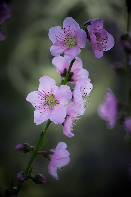 Free Sakura Flowers photo and picture