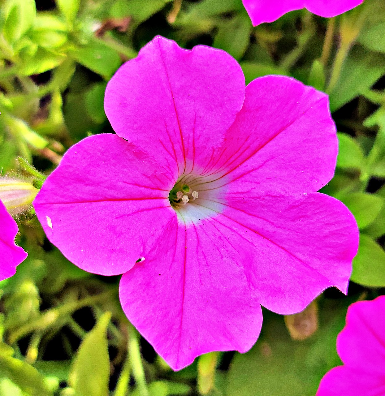 花 夏天 颜色 - Pixabay上的免费照片 - Pixabay