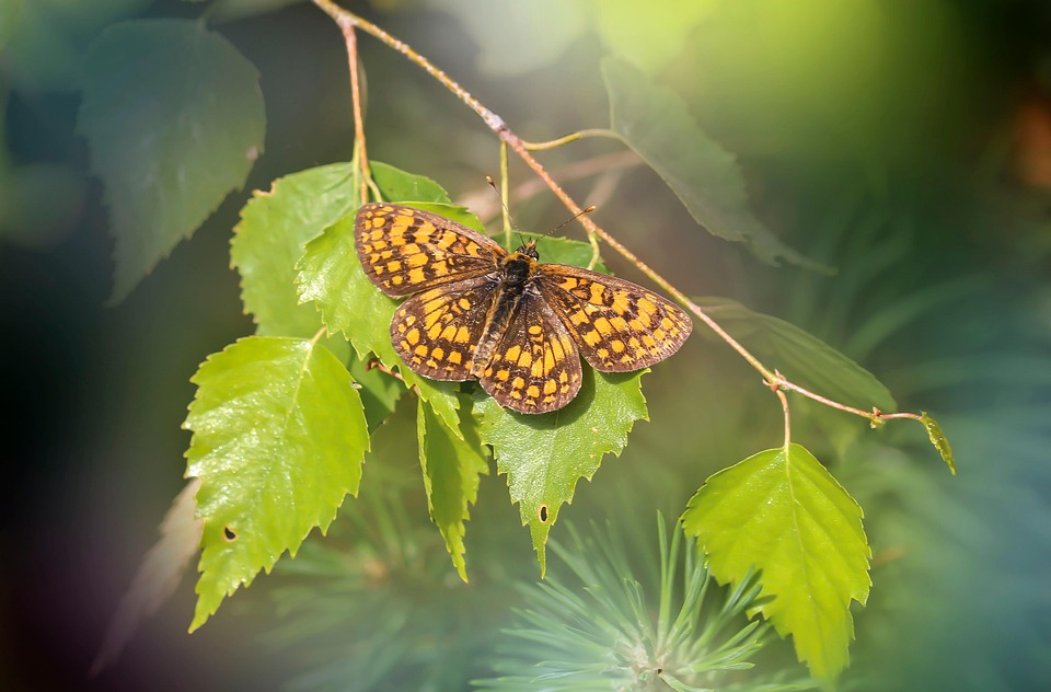 蝴蝶 昆虫 飞虫 Pixabay上的免费照片 Pixabay