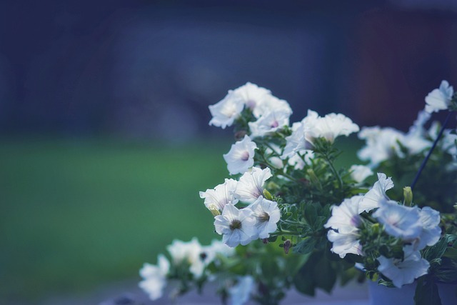 Free Petunia Flowers photo and picture