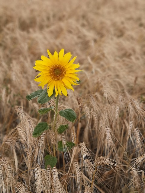 Free Sunflower Wheat photo and picture