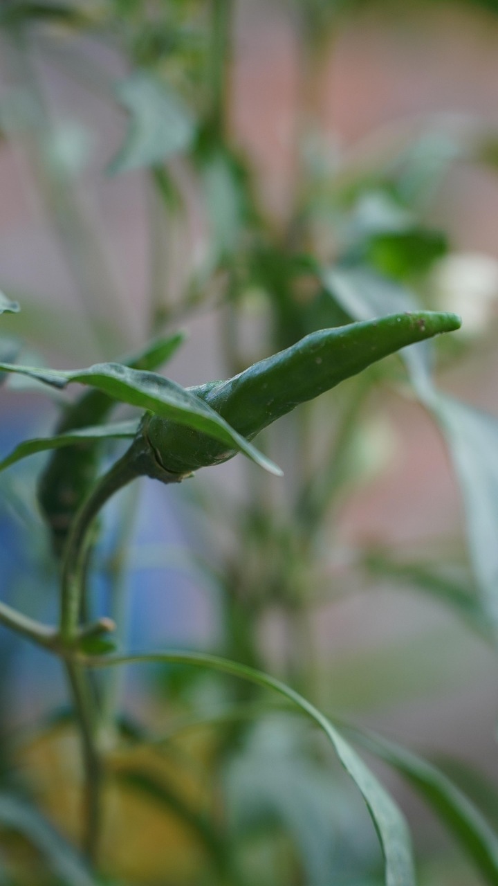 Green Chili Pepper Fruit Plant Free photo on Pixabay Pixabay