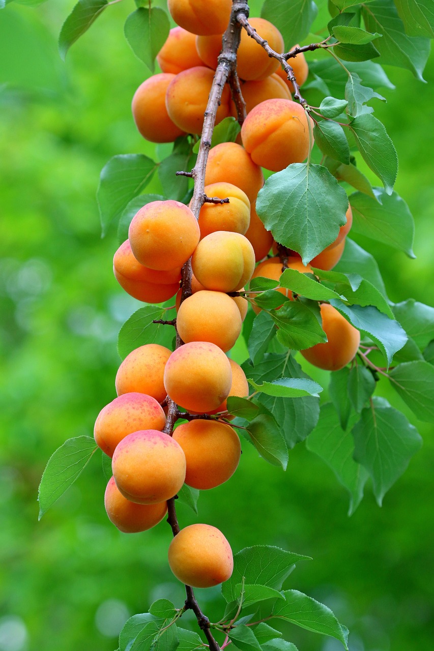 1 000 Free Apricots Apricot Tree Images Pixabay
