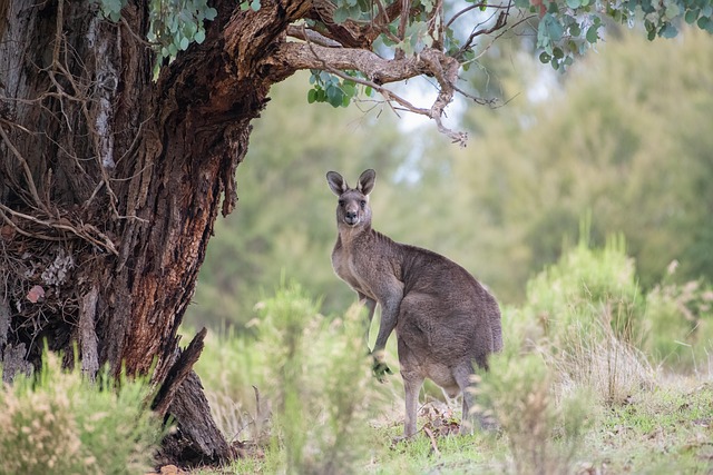 Free Kangaroo Eastern Grey Kangaroo photo and picture