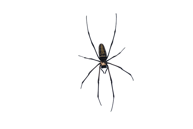 Free spider arachnid weaver illustration