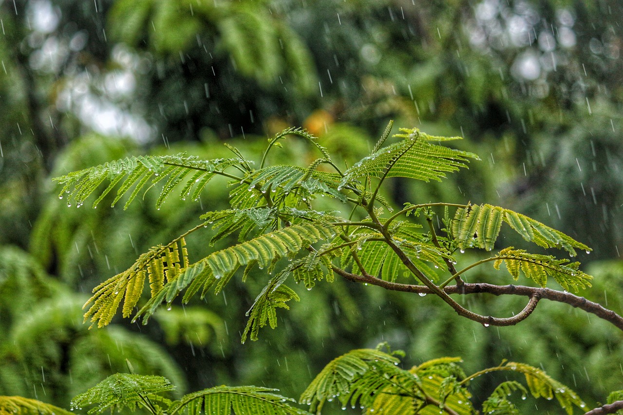 葉っぱ 木 雨 - Pixabayの無料写真 - Pixabay