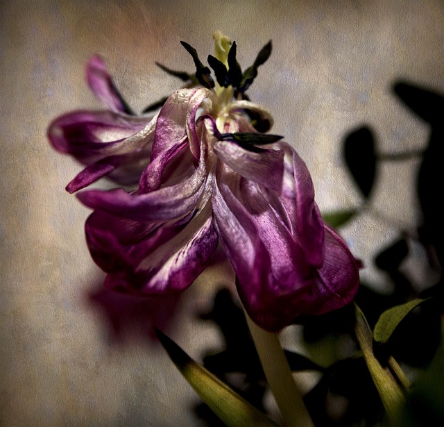 Bearded Iris Flower Wilt Free photo on Pixabay