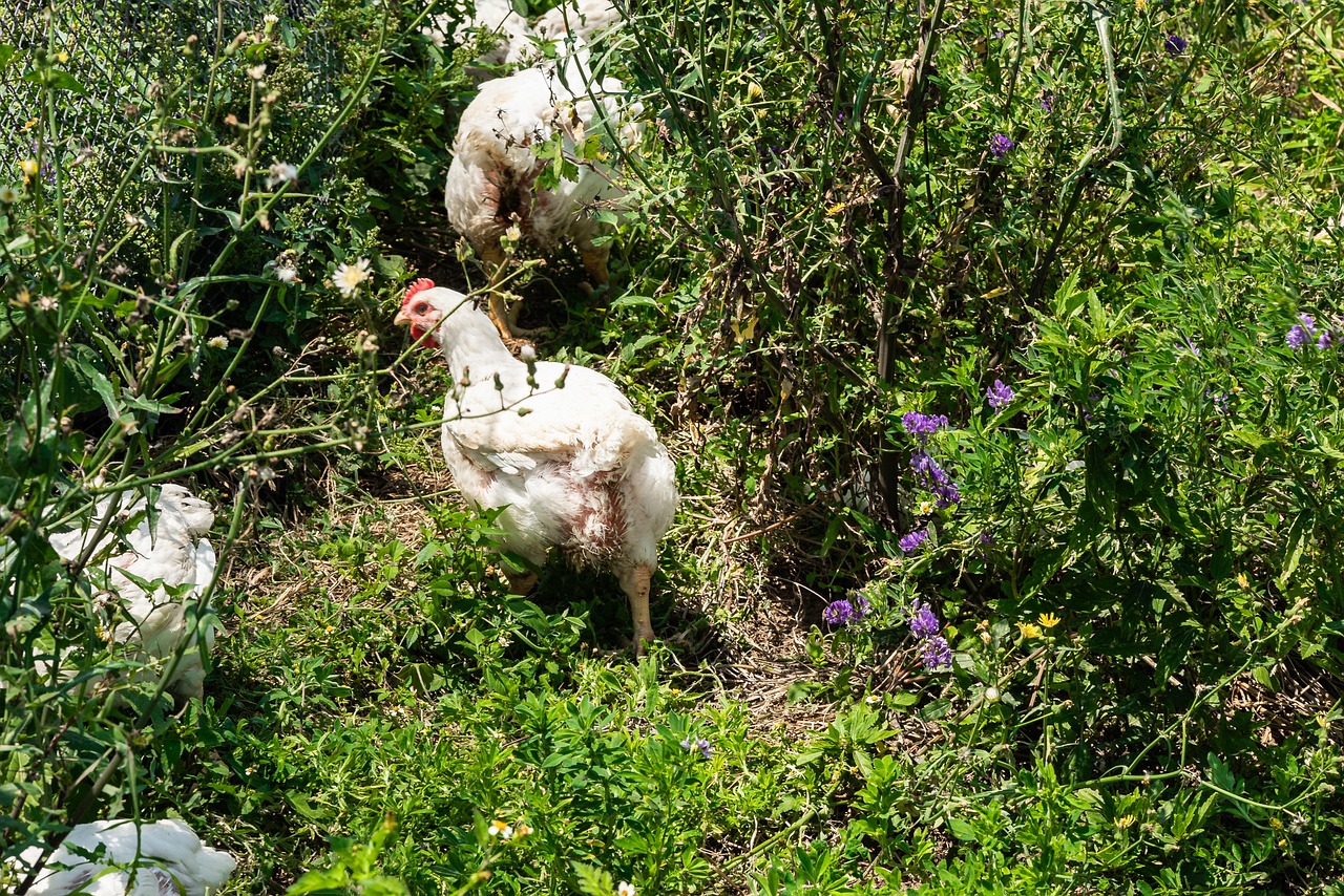 Hähnchen Bauernhof Tier - Kostenloses Foto auf Pixabay
