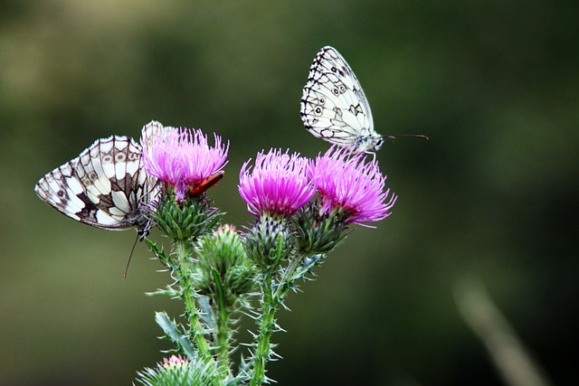 Free Butterflies Flowers photo and picture